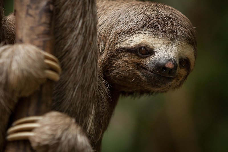 Трехпалый Ленивец (Bradypus tridactylus)