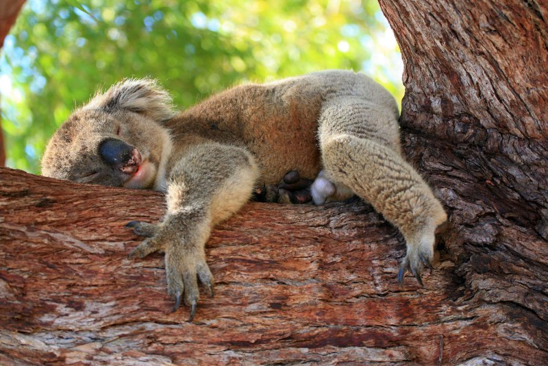 Коала и Ленивец
