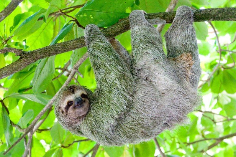 Bradypus torquatus – Ленивец ошейниковый