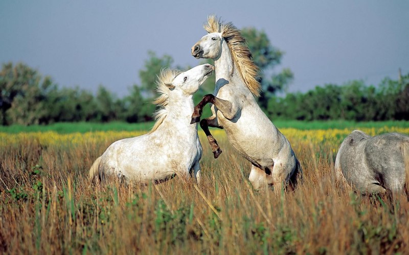 Камарг Франция