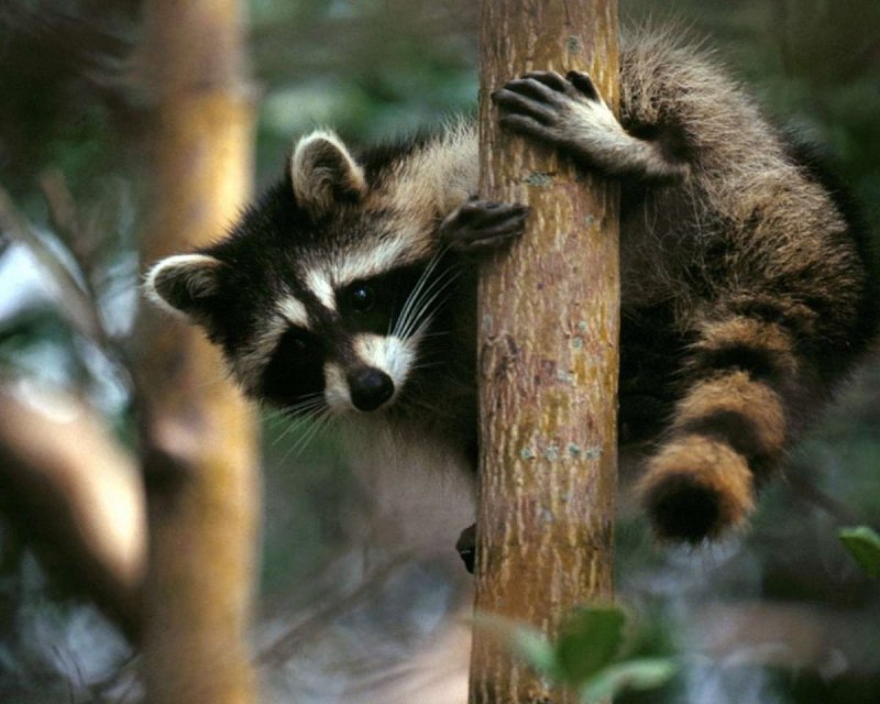 Мак Raccoon