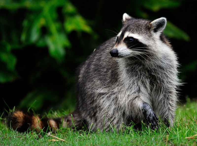 Raccoon Attack
