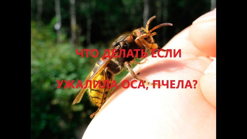 Овод Шершень слепень