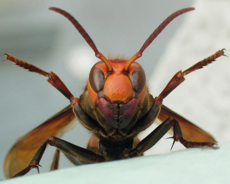 Vespa mandarinia Шершень