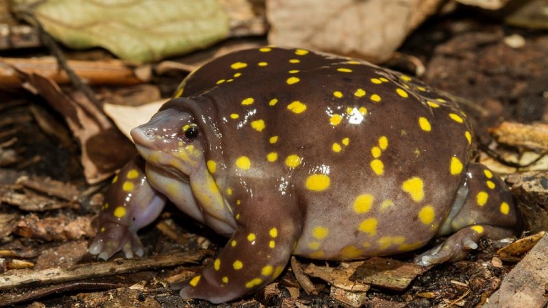 Hemisus marmoratus