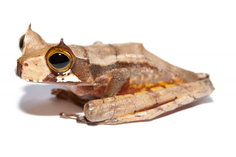 Hemisus marmoratus