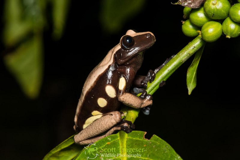 Hemiphractidae лягушка