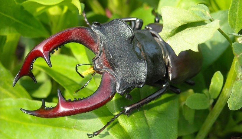 Жужелица венгерская Carabus Hungaricus