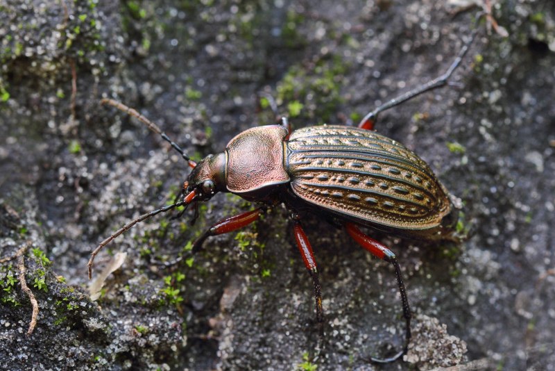 Стафилин великолепный (Staphylinus caesareus