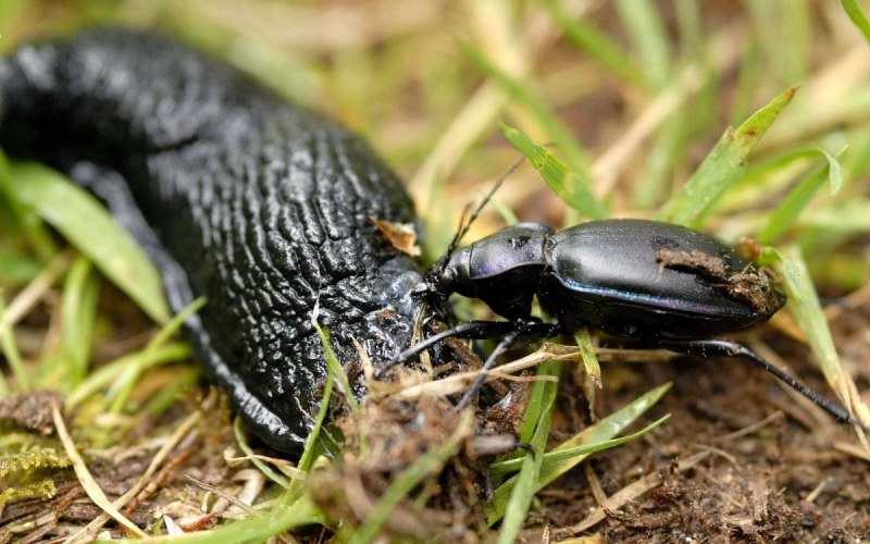 Скакун-межняк (Cicindela hybrida)