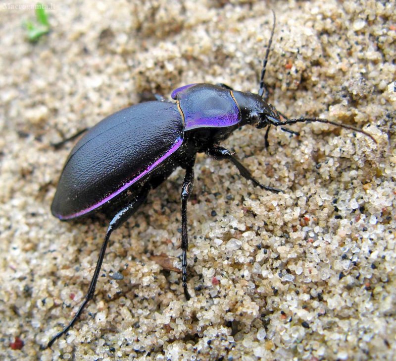 Жужелица решетчатая (Carabus cancellatus)
