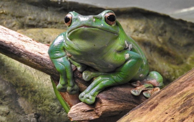 Pelophylax bedriagae