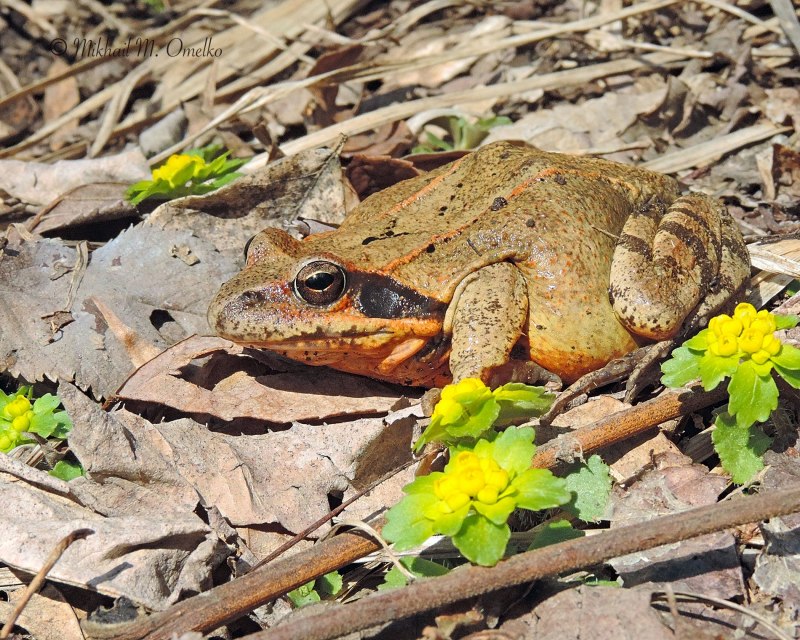Лягушка Дальневосточная Rana chensinensis.