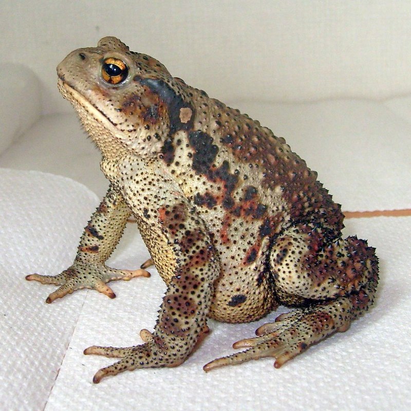 Серая жаба Bufo Bufo