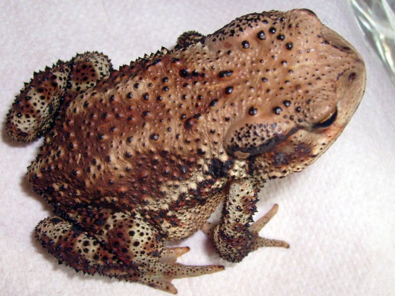 Bufo Gargarizans