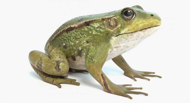 Smilisca phaeota