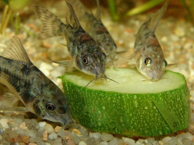 Сомы коридорас