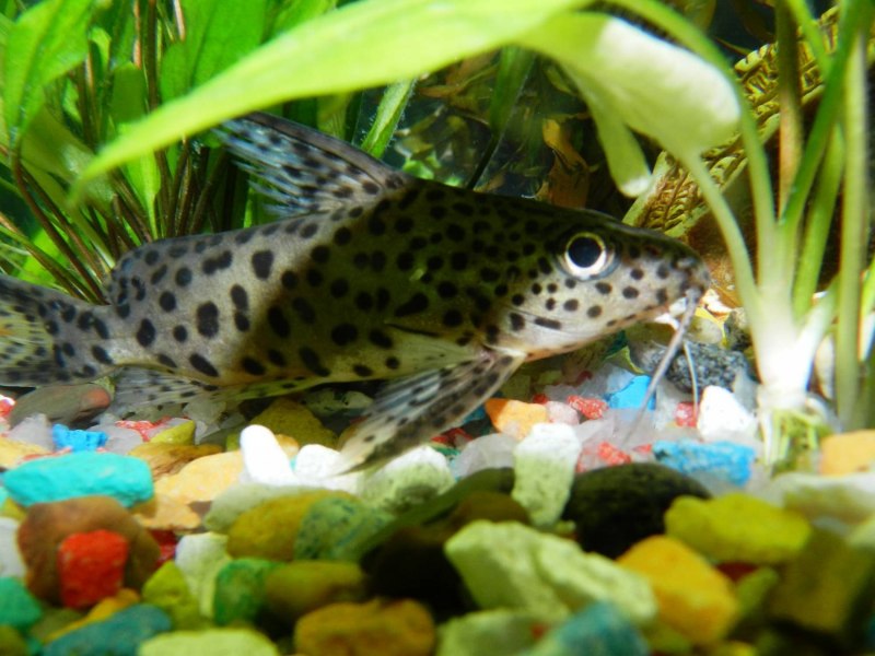 Синодонтис эуптерус (Synodontis eupterus)
