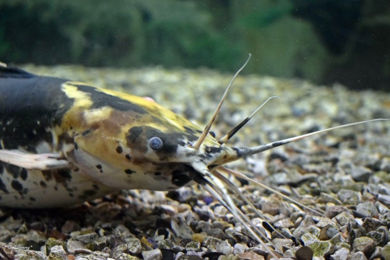 Corydoras c141
