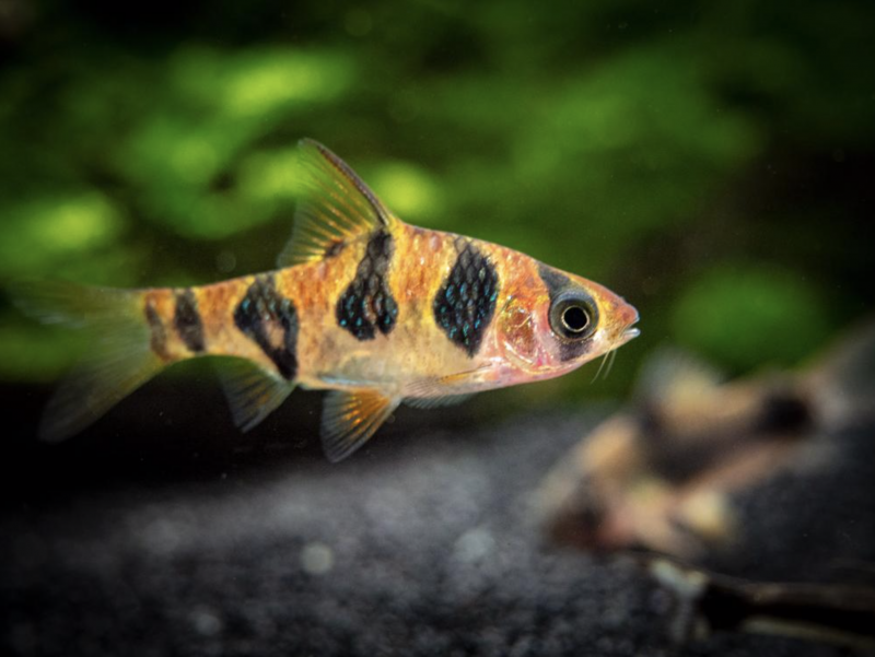 Рыба гуппи Poecilia reticulata