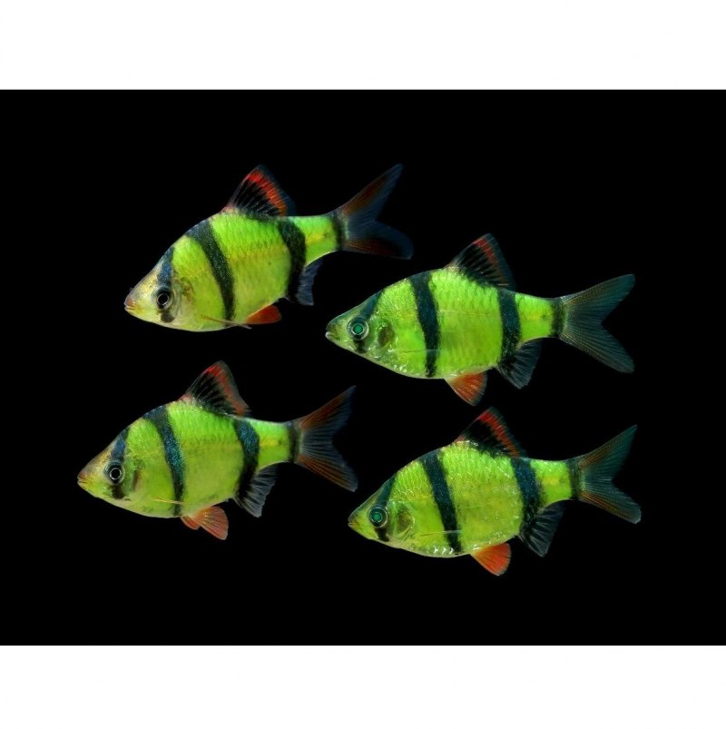 Neolamprologus tretocephalus