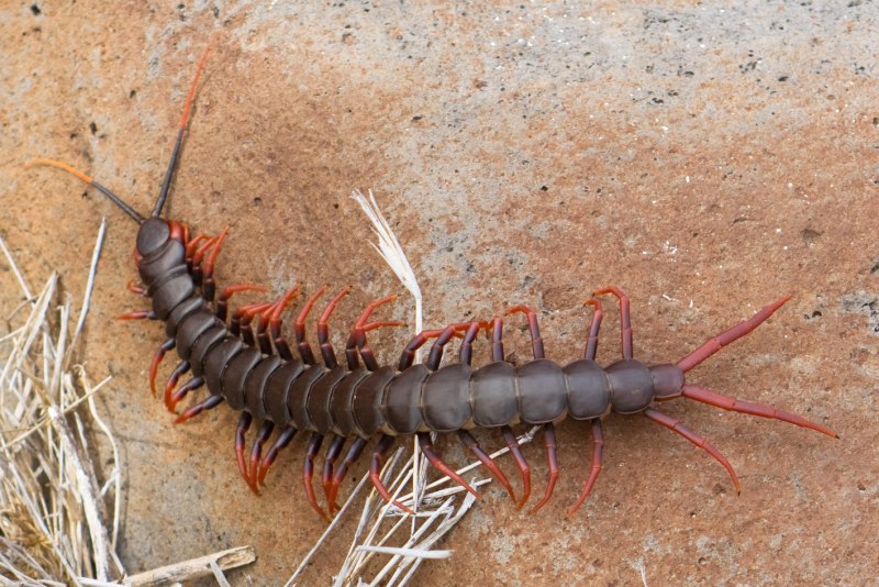 Scolopendra morsitans
