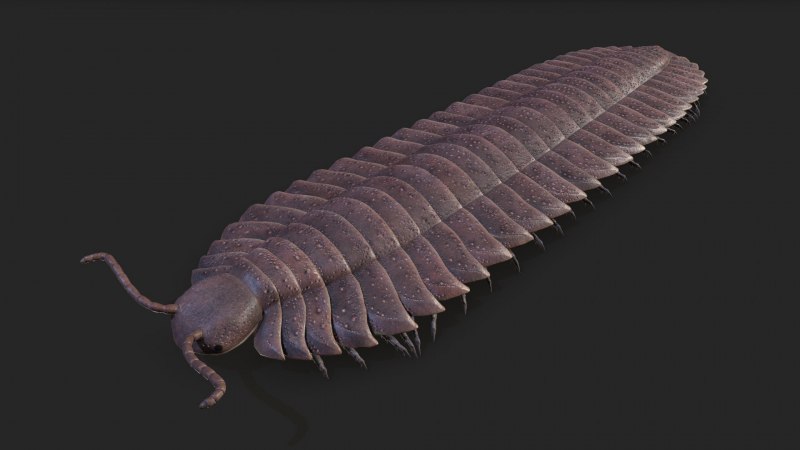 Многоножка Arthropleura