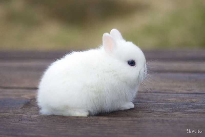 Белый вислоухий кролик