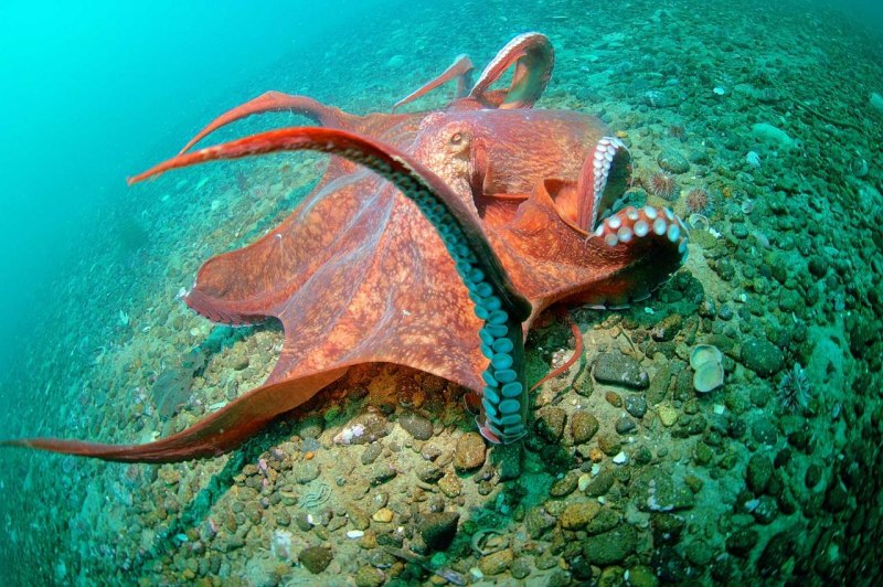 Giant Pacific Octopus