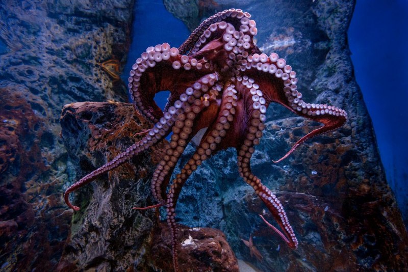 Осьминог Дофлейна гигантский