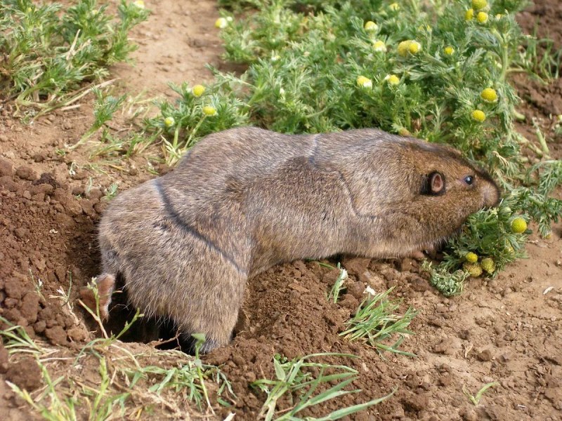 Равнинный Гофер (Geomys bursarius)