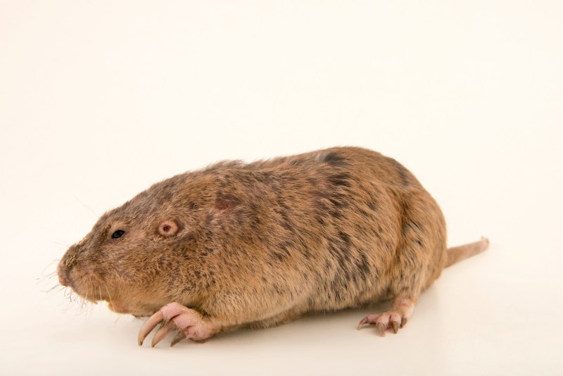 Равнинный Гофер (Geomys bursarius)