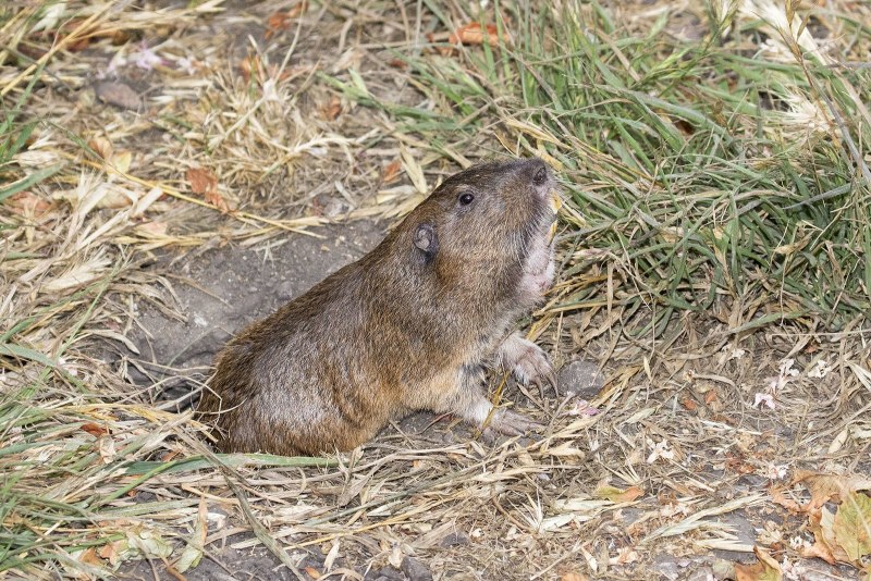 Myospalax fontanierii