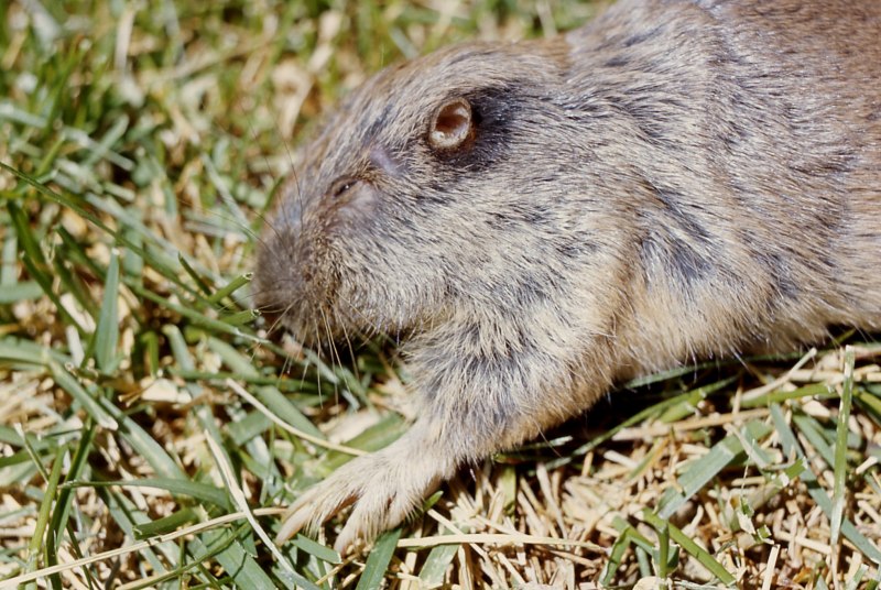 Равнинный Гофер (Geomys bursarius)