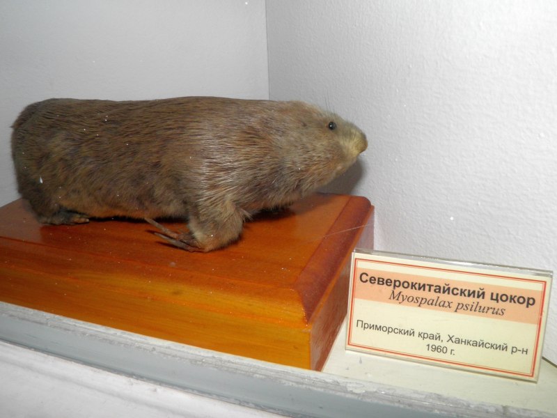 FUKOMYS anselli