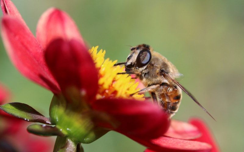 Bactrocera dorsalis