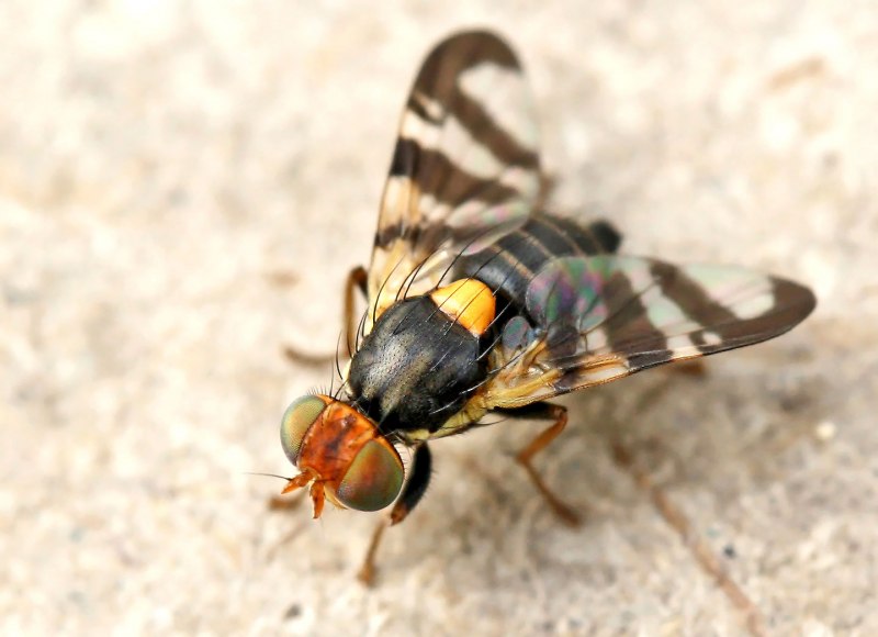 Восточная вишневая муха (65 фото)