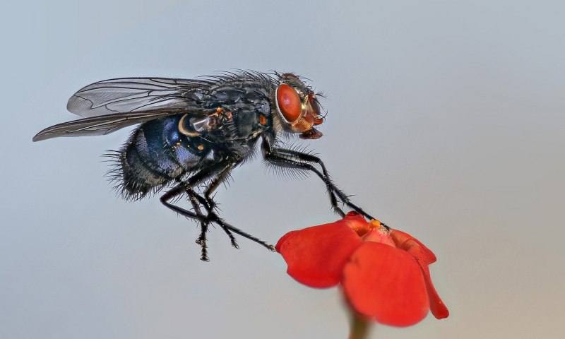 Rhynchites auratus