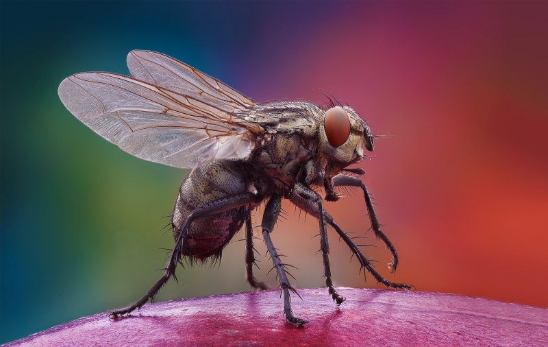 BOATFLY насекомое