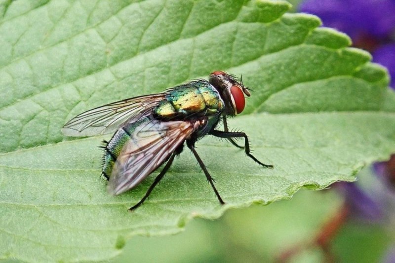 Bactrocera dorsalis