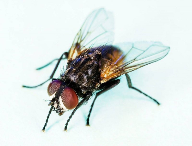 Rhagoletis Cerasi
