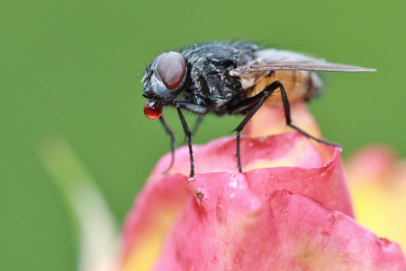Rhagoletis Cerasi
