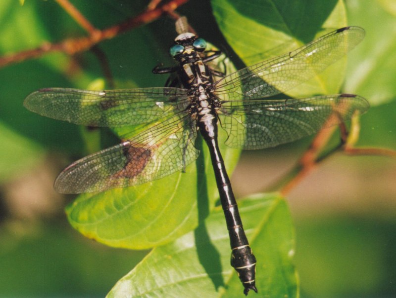 Дедка обыкновенный (Gomphus vulgatissimus)