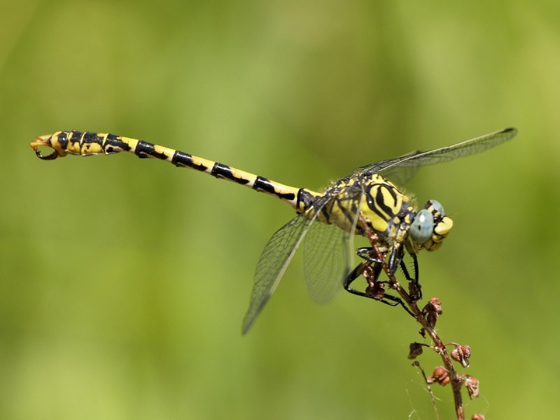 Libellula quadrimaculata Linnaeus, 1758