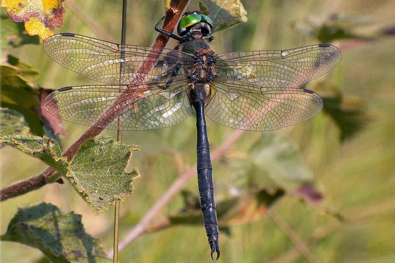 Sympetrum sanguineum