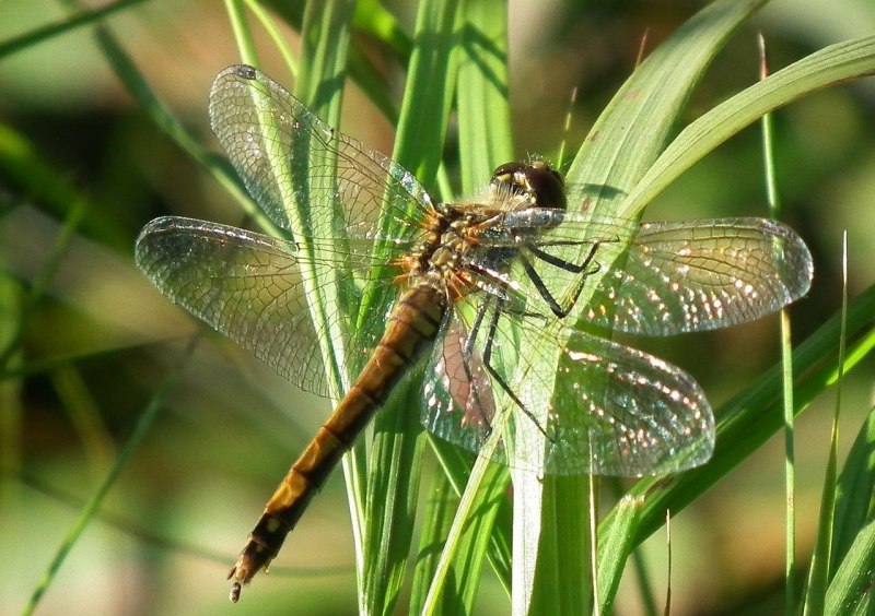 Бабка Арктическая (Somatochlora Arctica)