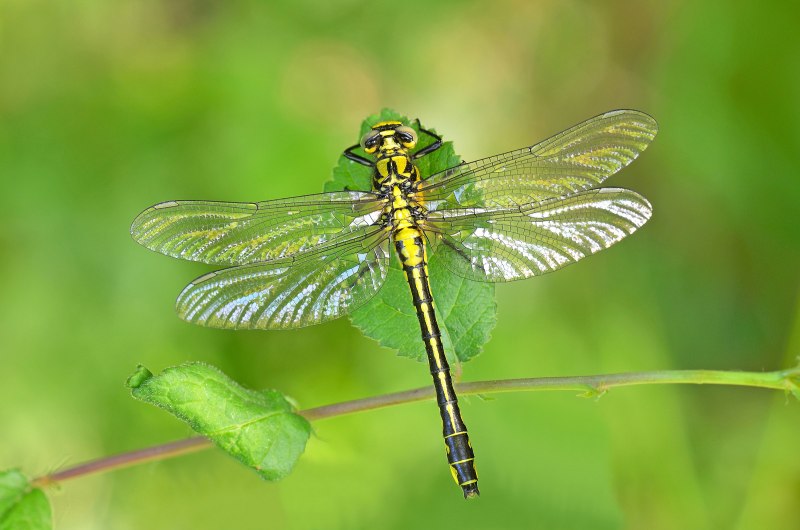 Дедка обыкновенный (Gomphus vulgatissimus)