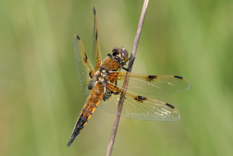 Somatochlora alpestris