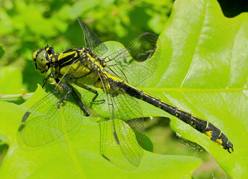 Ophiogomphus Cecilia