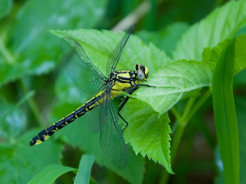 Gomphus flavipes